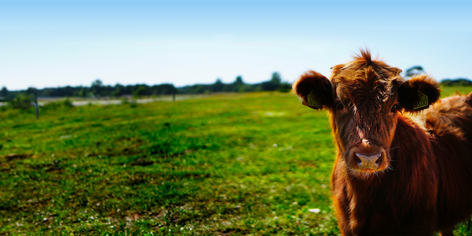 Farm background with cow